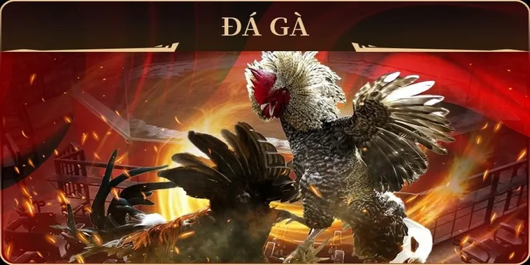Khám Phá Cách Chơi Đá Gà GA28 Tại E2BET Cho Người Mới Bắt Đầu 2 Khám Phá Cách Chơi Đá Gà GA28 Tại E2BET Cho Người Mới Bắt Đầu