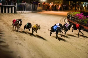 Hướng Dẫn Cách Chơi Game Nhanh Đua Chó Tại E2BET Chi Tiết Nhất 1 Hướng Dẫn Cách Chơi Game Nhanh Đua Chó Tại E2BET Chi Tiết Nhất