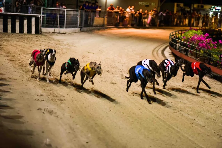 Hướng Dẫn Cách Chơi Game Nhanh Đua Chó Tại E2BET Chi Tiết Nhất 1 Hướng Dẫn Cách Chơi Game Nhanh Đua Chó Tại E2BET Chi Tiết Nhất