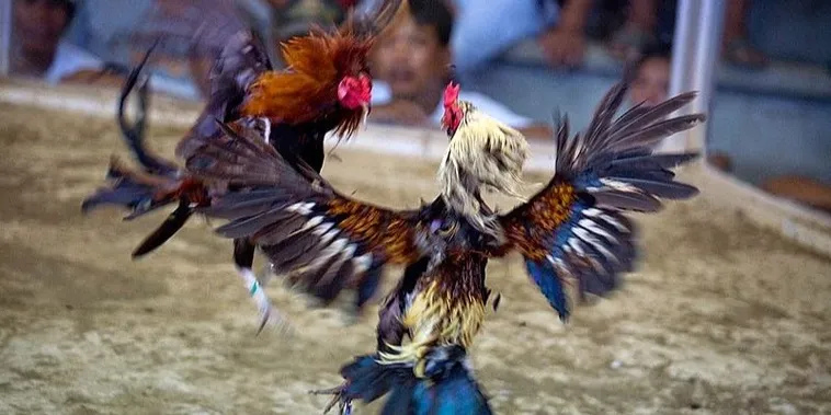 Hướng Dẫn Cách Chơi Đá Gà Sabong Tại E2BET Chi Tiết Nhất 2025 2 Hướng Dẫn Cách Chơi Đá Gà Sabong Tại E2BET Chi Tiết Nhất 2025