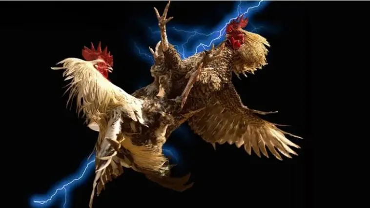 Khám Phá Sức Hút Của Đấu Trường Đá Gà E2BET Chuyên Nghiệp